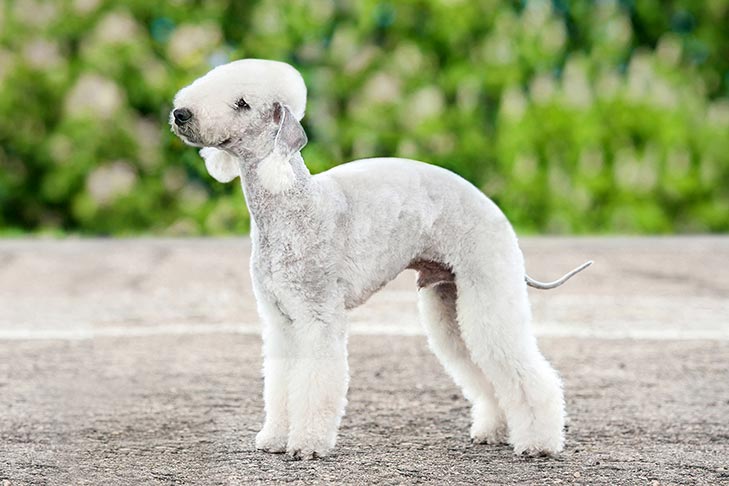 Bedlington Terrier