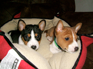 Basenji