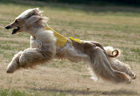 Afghan Hound