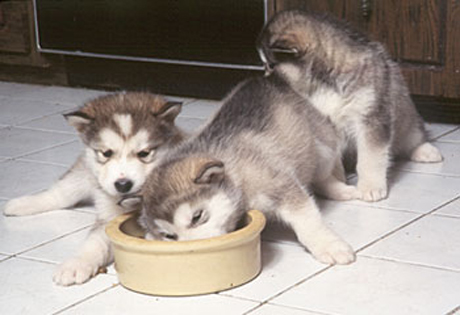 Alaskan Malamute