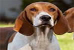 American Foxhound