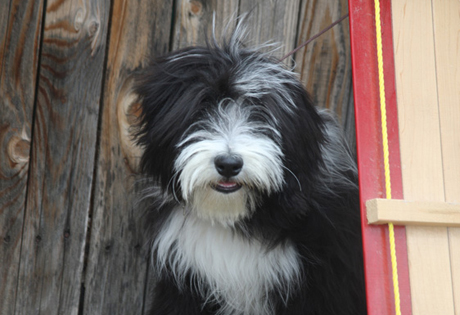 Bearded Collie