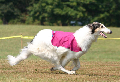 Borzoi