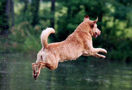 Chesapeake Bay Retriever