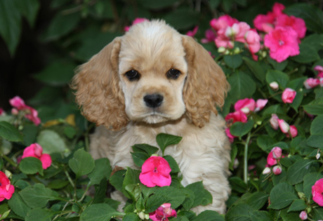 Cocker Spaniel