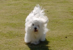 Coton De Tulear