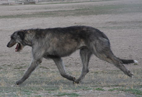 Irish Wolfhound