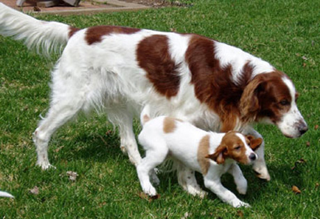 Irish Red and White Setter