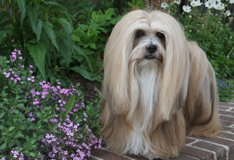 Lhasa Apso