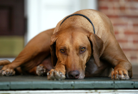 Rhodesian Ridgeback