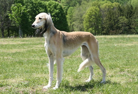 Saluki