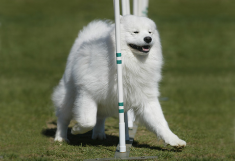 Samoyed