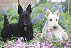 Scottish Terrier