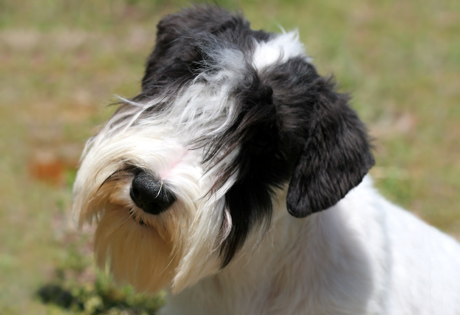 Sealyham Terrier