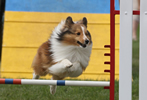 Shetland Sheep Dog