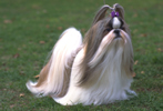 Shih Tzu