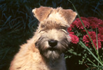 Soft Coated Wheaten Terrier