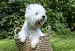 West Highland White Terrier